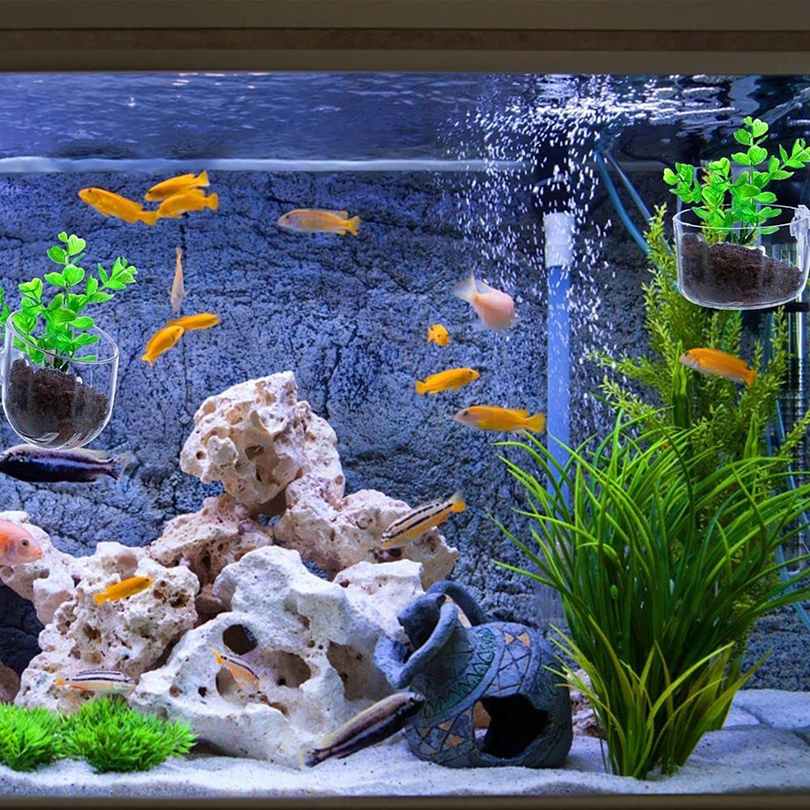 Plant Holder for Fish Tank Cle - مراجعة Plant Growth Regulator وسعره