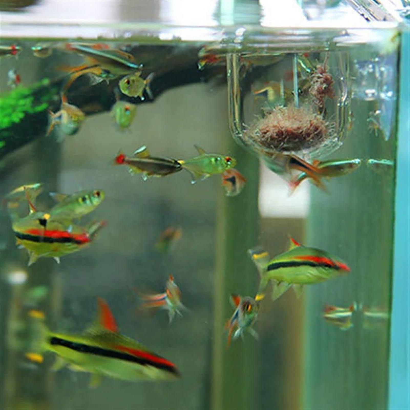 Plant Holder for Fish Tank Cle - مراجعة Plant Growth Regulator وسعره