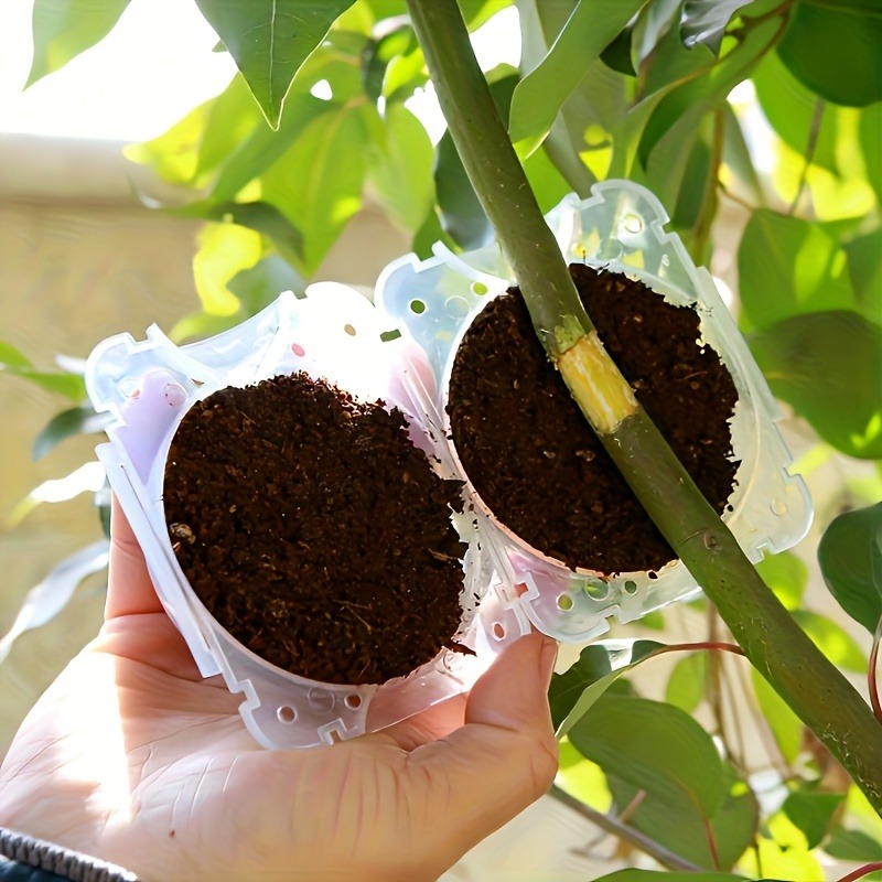 10pcs Plant Propagation Box Se - مراجعة Plant Growth Regulator وسعره